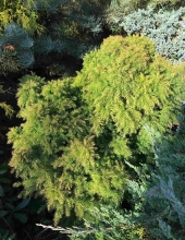 Cryptomeria japonica 'Monstrosa Nana'